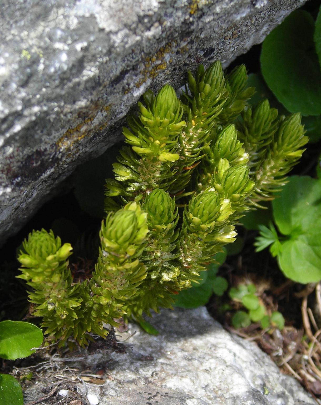 Huperzia selago / Licopodio abietino